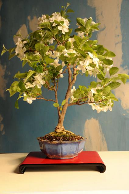 Bonsai en flor Madrid. Spain Flower Bonsai  0570